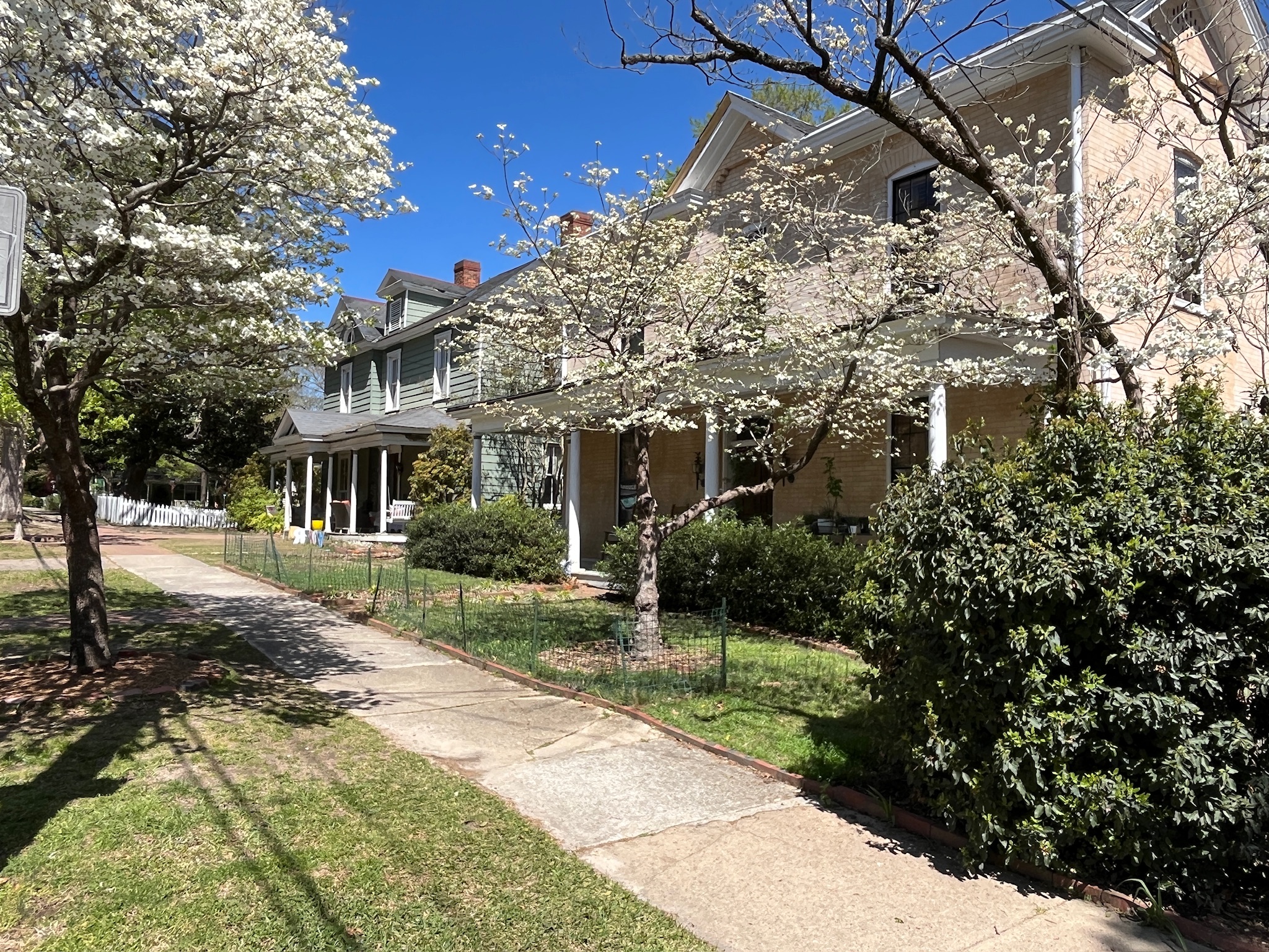 Neighborhood homes with flowering trees along the sidewalk in Raleigh, North Carolina