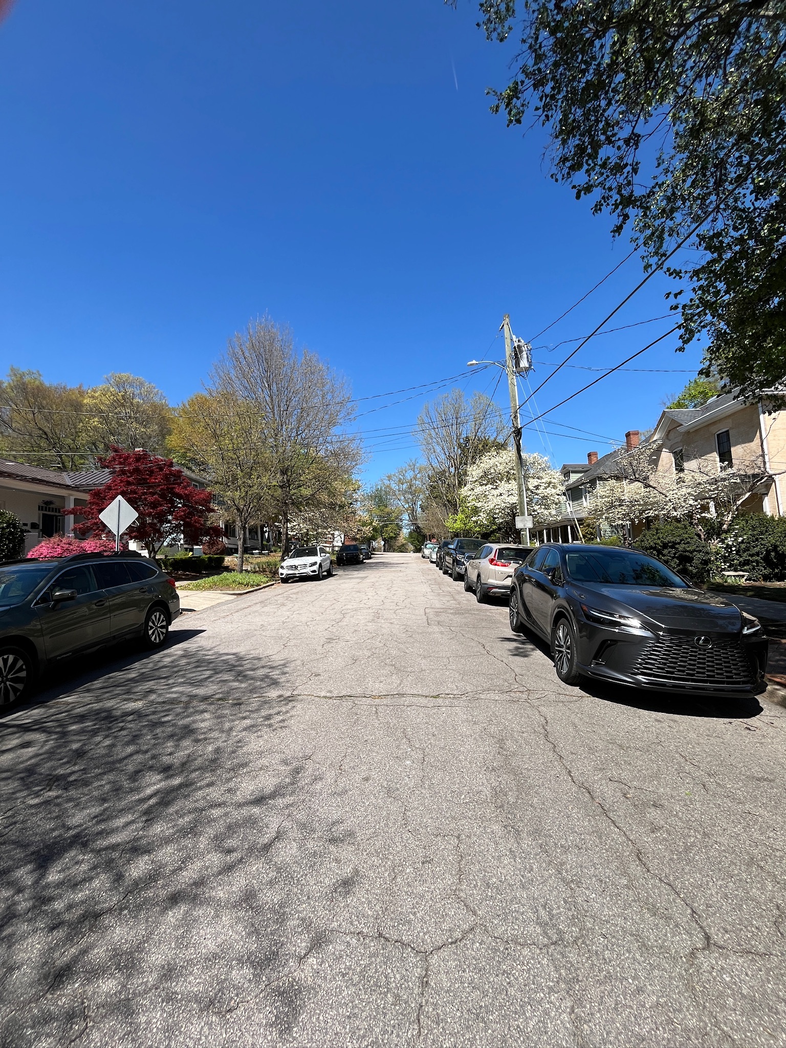 Neighborhood street with spring trees and homes in Raleigh, North Carolina