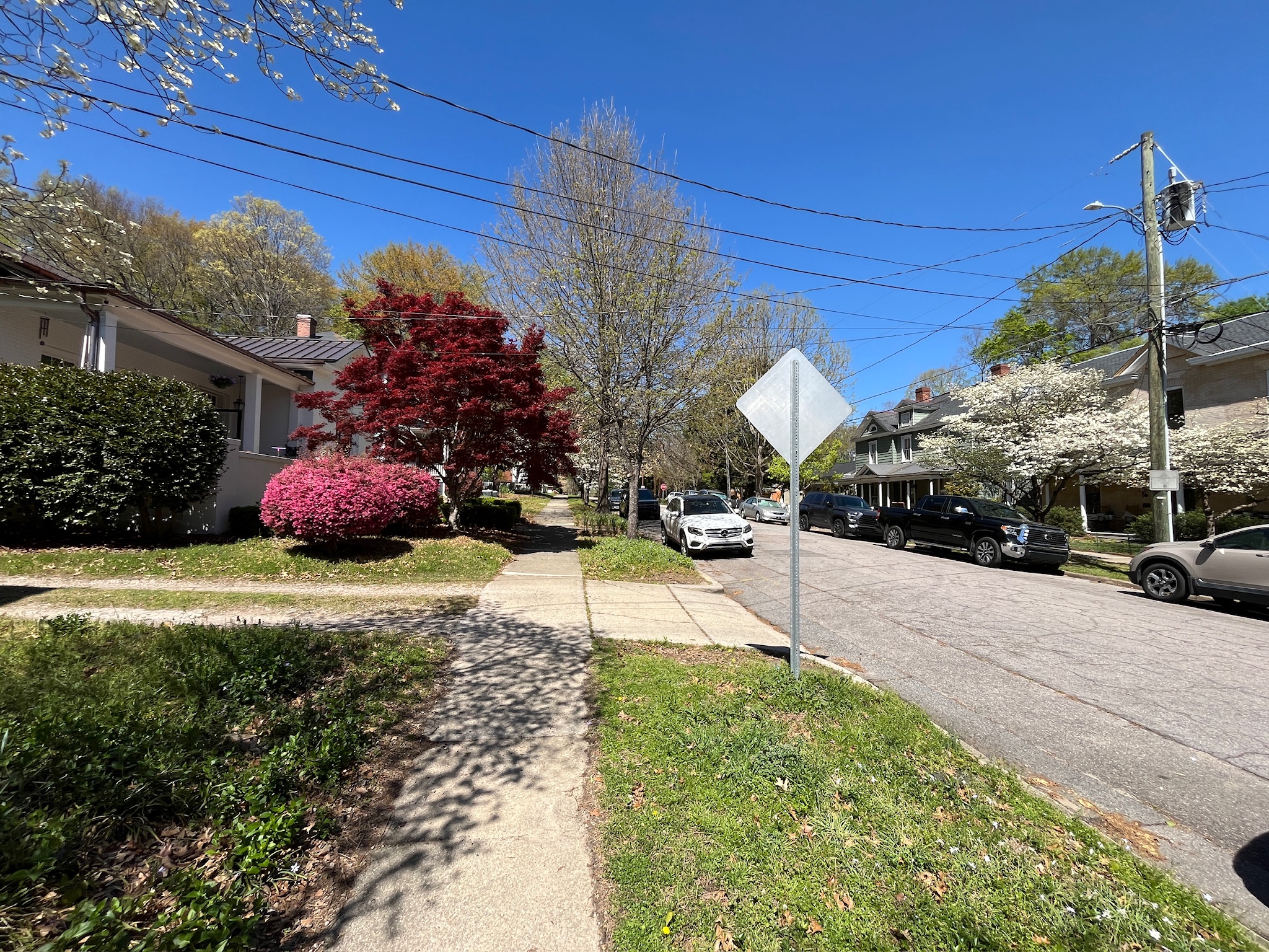 Residential sidewalk lined with homes and spring trees in Raleigh, North Carolina